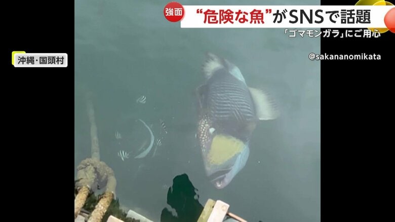 まるで“怒っているような顔”をした強面な魚