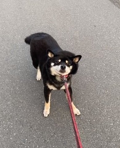 “お散歩拒否犬”でもあるさくらちゃん