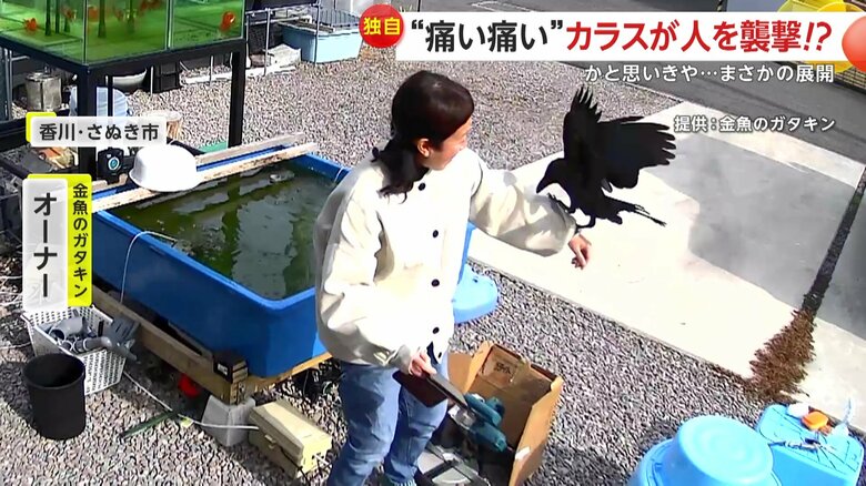 飛びかかったカラスが、まるでペットのような“手乗り”を披露した