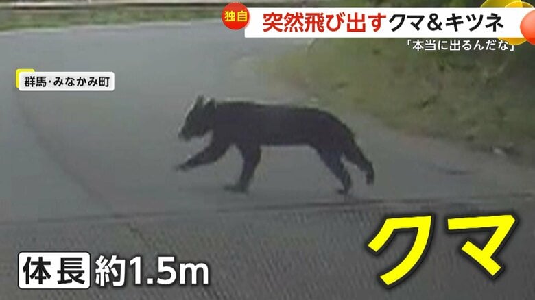 群馬・みなかみ町に突然現れた体長約1.5mのクマ