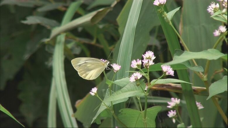 多種多様な動植物が見られる