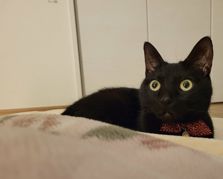 提供：仔猫を拾ったので