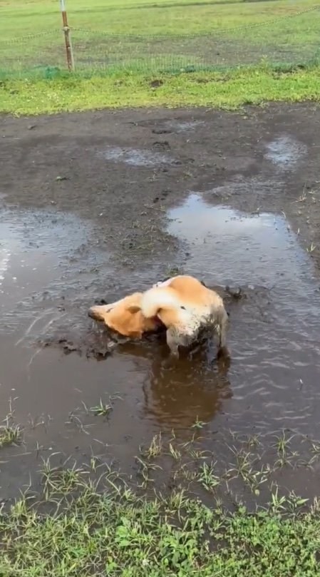 提供：柴犬まるやん日記さん