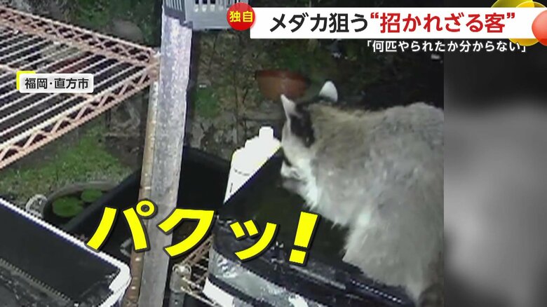 小さな手で水中のメダカをすくい上げると、パクリと口に運んだアライグマ