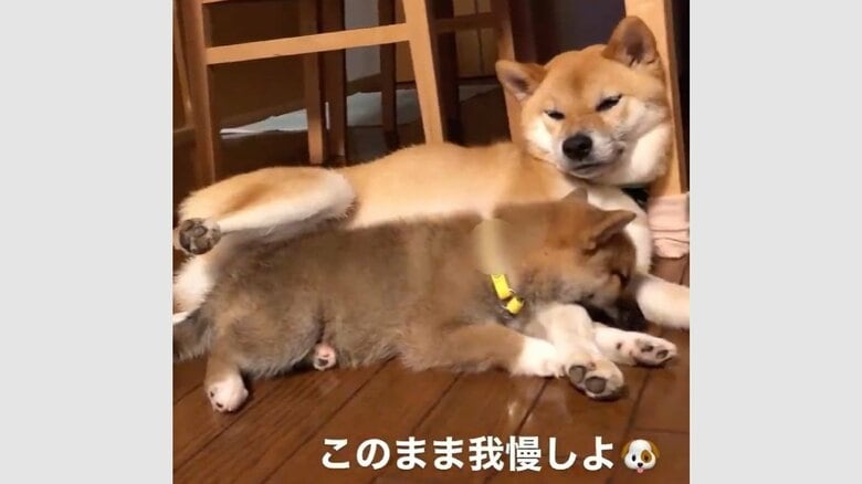 足をあげたまま、我慢するわさびくんだった