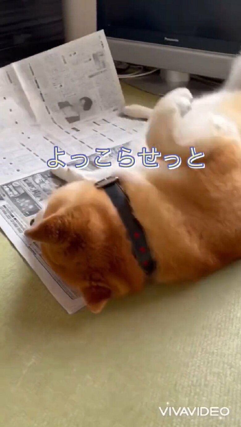 「よっこらせっと」と動く福くんだが…