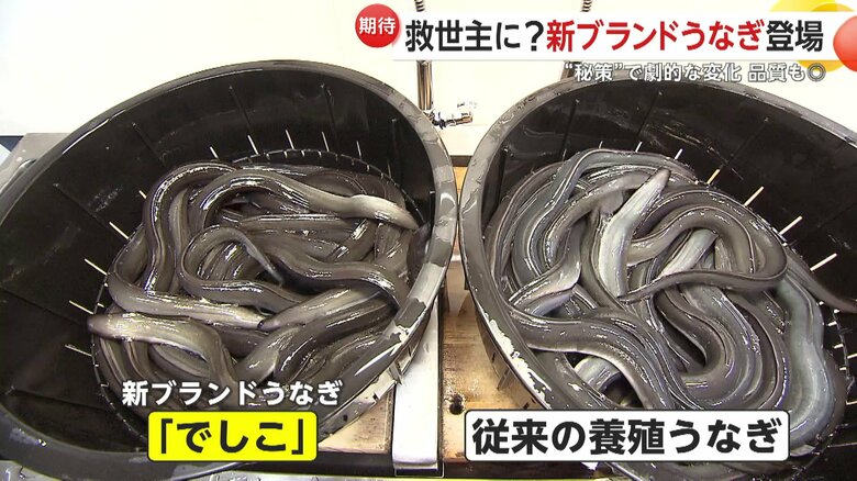 新ブランドうなぎ「でしこ」と従来の養殖ウナギ