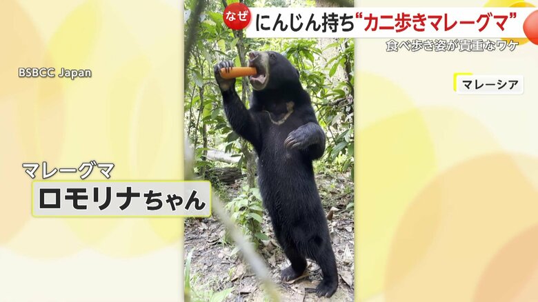 ニンジンを食べながら歩くロモリナちゃん