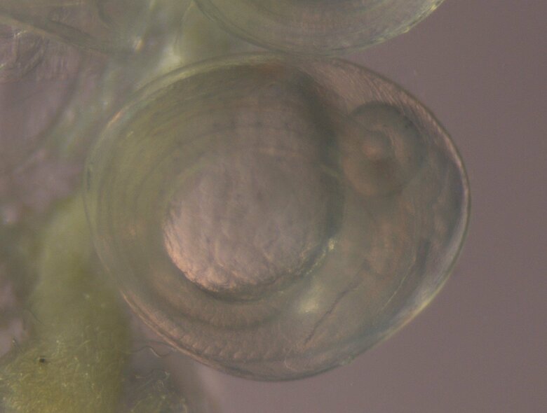 サンマ卵内発生過程6日目（画像提供：アクアマリンふくしま）