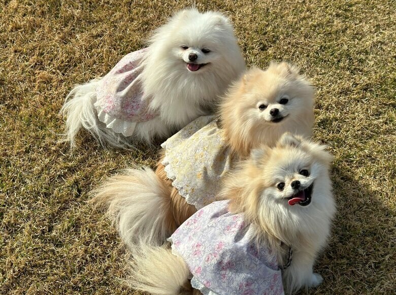 上：メルちゃん　中央：マリンちゃん　下：クララちゃん（提供：愉快な3姉妹ポメラニアンさん）