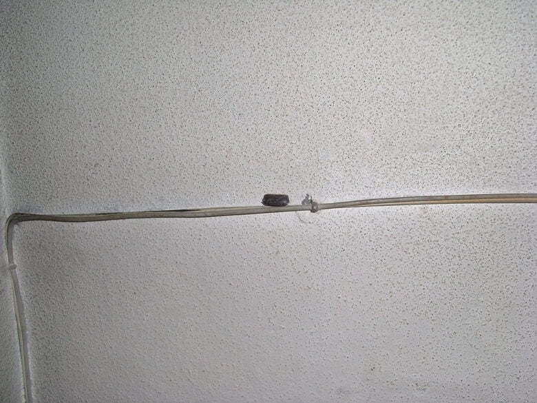 壁に貼り付けられた卵鞘