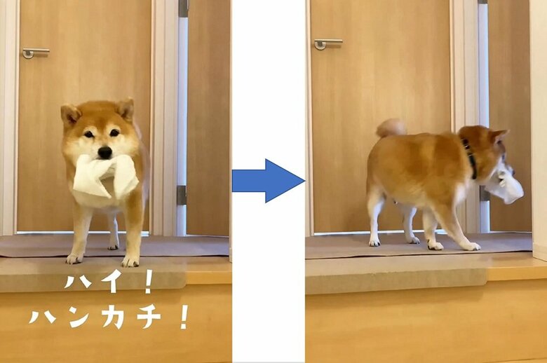 ハンカチ（ガーゼ）を持ってきた