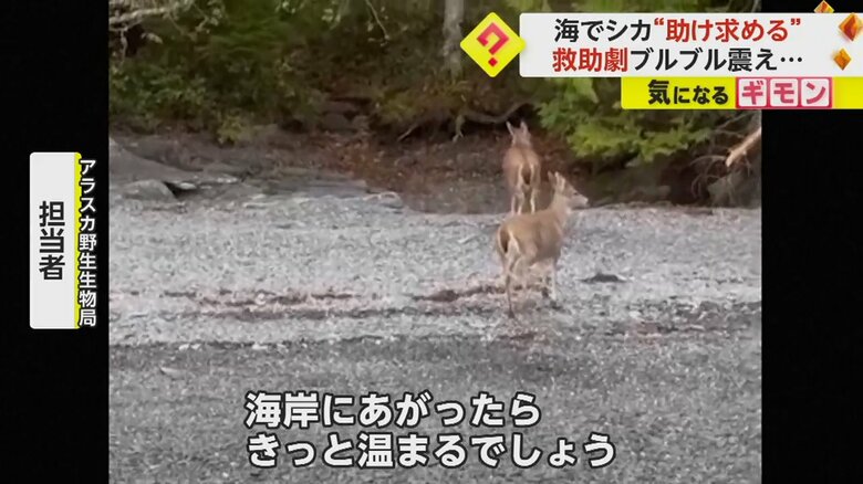 体の水を振り払い、森の方へ向かう海から救助されたシカ