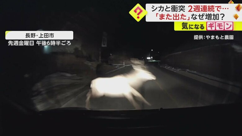 【ドライブレコーダー画像】シカと車の“衝突事故”の一部始終④