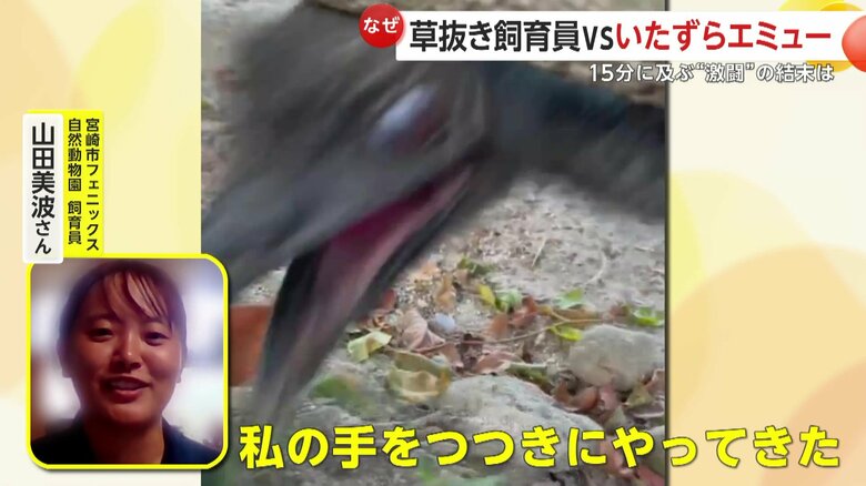 手をつつくエミュー（提供：宮崎市フェニックス自然動物園）