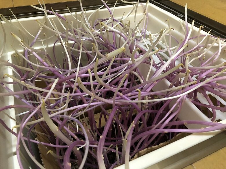床下収納から現れた触手のようなもの（提供：おこめさん）