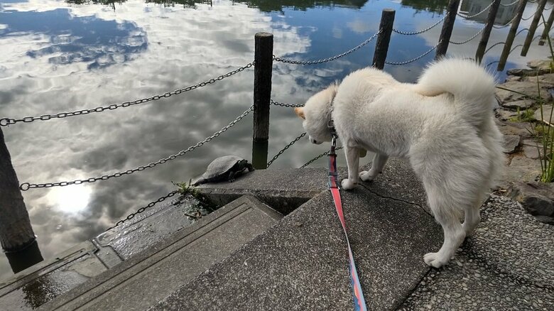カメを救うべきかどうするか…