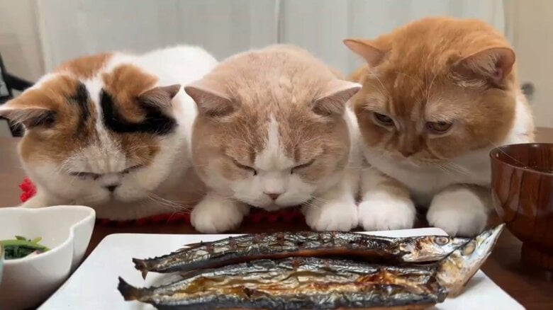 サンマに興味津々