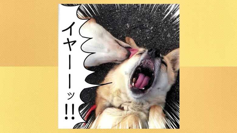 噛んでやる!!イヤーーッ!!2匹の犬の写真集が話題に【岡山発】
