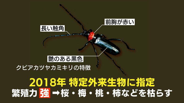 2018年に特定外来生物に指定された「クビアカツヤカミキリ」