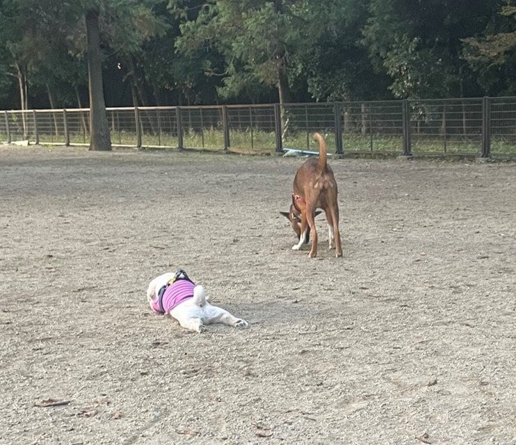 左がてんてんくん（提供：てんてんの毎日さん）