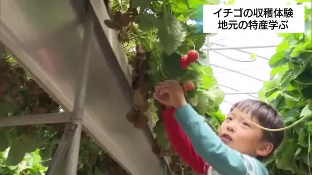 イチゴの産地で地元の人が収穫体験　地元の特産を学ぶ　出荷終了で廃棄されるイチゴも有効活用