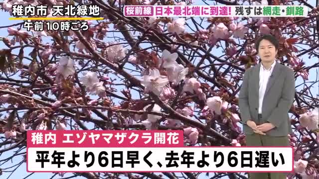 【桜開花】桜前線が日本最北端に到達！きょうは空気ひんやり雨の所も…来週は一転！”25℃以上の夏日”で真夏並みの暑さに【北海道の天気 7日(水)】