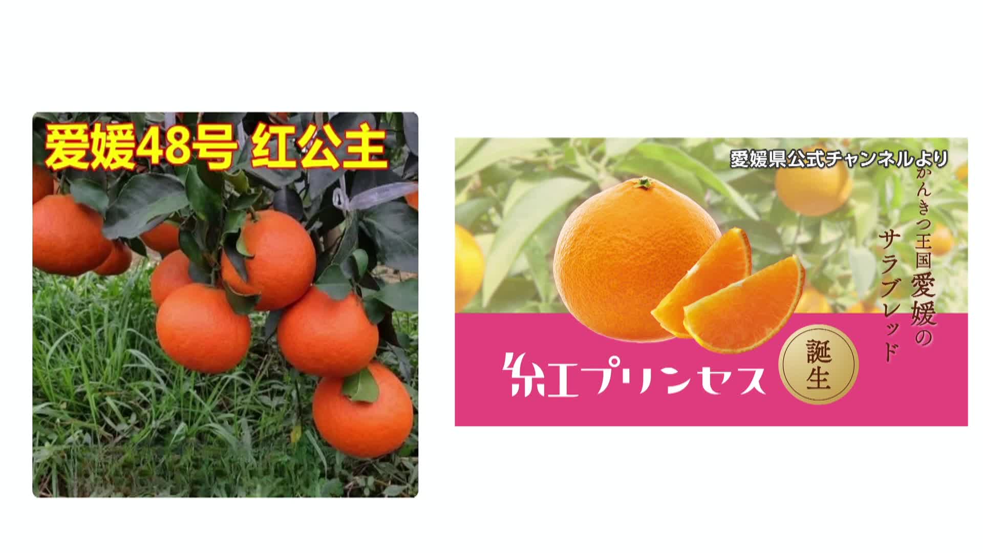 怒りを超えてあきれる」愛媛の“ブランドみかん”中国に流出か 通販 