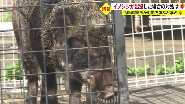 秋から増えるイノシシ出没　松山市で講習会　市街地での対応方法学ぶ【愛媛】