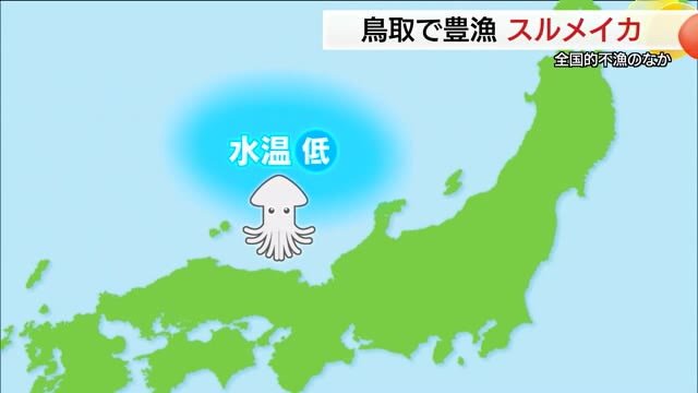 なぜ？全国的に不漁の「スルメイカ」…鳥取沖では異例の豊漁「異常だ…おかしい」手放しでは喜べない漁師も