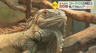 日本の夏が快適なイグアナ、200年生きるカメも…40種類の爬虫類などが暮らす「スネークハウス」【愛媛発】