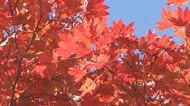 信州見頃の紅葉 牛と紅葉 水面に映る紅葉 七色の大カエデ 渓谷と紅葉 おすすめスポット 秋深まる長野県
