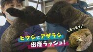 双子のヒツジにアザラシ！動物の出産ラッシュ 「かわいい～」「モフモフ」今しか見られない姿も【新潟発】
