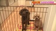 大型連休はペットホテルも満室に　ペットの負担を考え預ける人も　手厚い“おもてなし”で飼い主も安心