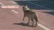 テーマパークから脱走したオオカミ画像　1枚が“AI作成のフェイク”か　消防「画像の真偽を確認する余裕がなかった」　韓国