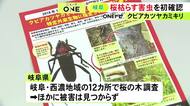 桜の木など枯らす…特定外来生物「クビアカツヤカミキリ」初めて確認された岐阜県で市町村職員など集め説明会