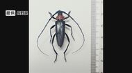 また「クビアカ」被害　長野県内で拡大、10市町村に　小諸市と南牧村でも初確認　中国や朝鮮半島原産の特定外来生物　サクラやモモなどを枯らせる恐れ