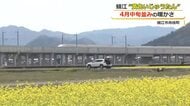 一面の“黄色いじゅうたん”と走り抜ける北陸新幹線　鯖江市舟枝町で菜の花が見頃…コメ作りの肥料として農家が栽培　4月20日頃まで