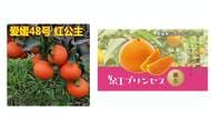 「怒りを超えてあきれる」愛媛の“ブランドみかん”中国に流出か　通販サイトの苗木販売業者「枝を買って接ぎ木」「本物かは分からない」