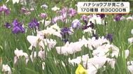 約3万株のハナショウブが見ごろ　30年に棚田を活用して始まった花しょうぶ園　紫や白、ピンクなど170種類　兵庫・佐用町