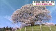 推定樹齢１０００年の醍醐桜、ついに満開　周囲を回ってしまうほど威風堂々な姿は夜桜でも【岡山・真庭市】