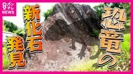 トリケラトプスの仲間『新種の恐竜』発見　「頭が復元できるクオリティの化石は日本初」と専門家　兵庫・丹波篠山で『新種の恐竜』発見ラッシュ