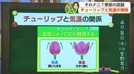 チューリップの開き方で気温がわかる？「20℃以上で大きく開く」【佐賀】