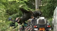 公園の高さ30mの倒木を撤去　点検時に異常な音　東京・杉並区