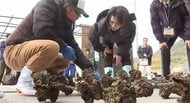 養殖カキ大量死　広島県の横田美香知事が生産現場視察「経営安定に向けしっかりと対策打つ」江田島市・呉市