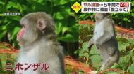 「一口だけかじって捨てて…」サルによる農作物被害の瞬間 一番効果ある対策は