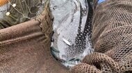 大漁? いやジンベエザメ 全長8メートル 福井沖の定置網