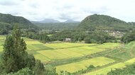 「田んぼダム」に洪水の抑制効果 仕切り板1枚で迅速導入&低コスト…