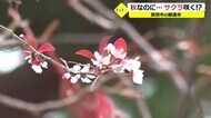 季節外れのサクラ咲く 福井県敦賀市
