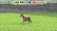 静岡・焼津市にシカ出没 発見から10時間、捕獲試みるも逃走中 現場から中継